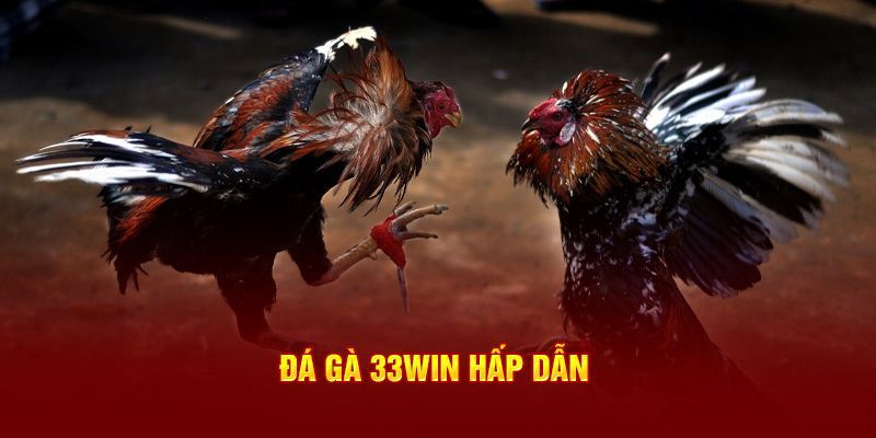  Đá gà 33Win mang đến nhiều hình thức chọi gà đa dạng