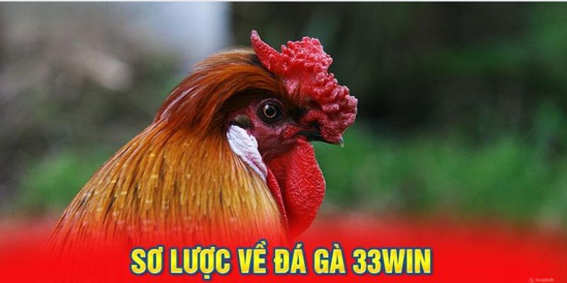 Tìm hiểu những thông tin về sảnh chọi kê tại 33Win