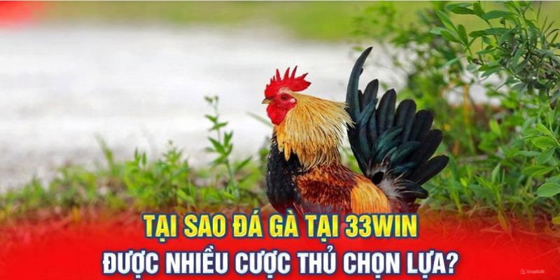 Đá gà 33Win với trải nghiệm hấp dẫn thu hút đông đảo hội viên